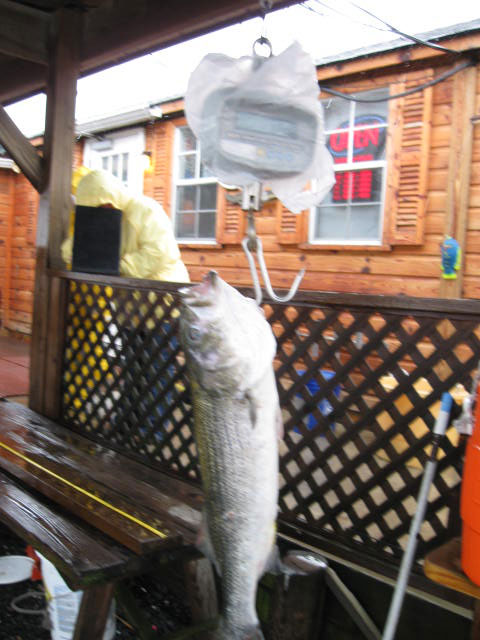 fish